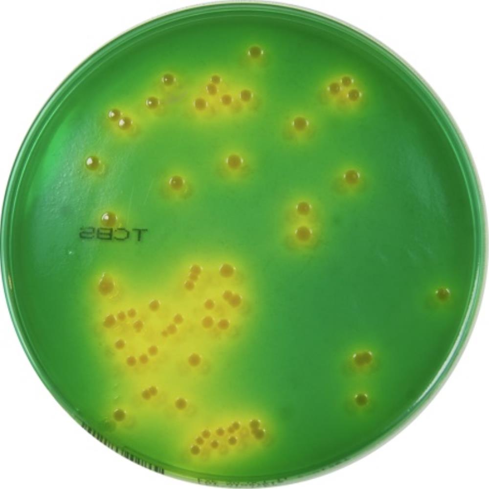 E+O Labs Tryptone Soya Agar Pl | MED1190 | EO Labs | SLS